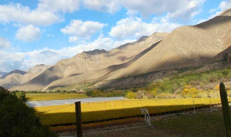 Monte patria pierde al 15% de su población por cambio climático