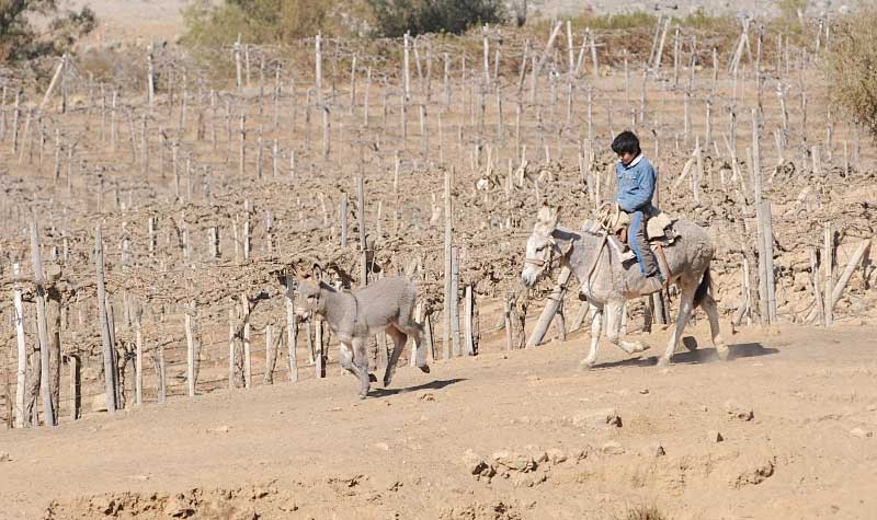 Monte patria pierde al 15% de su población por cambio climático